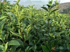 招工:現(xiàn)招一批采茶工去貴州或者浙江