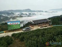 招工:現(xiàn)招一批采茶工去貴州或者浙江